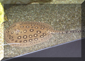 Freshwater stingray outlet care